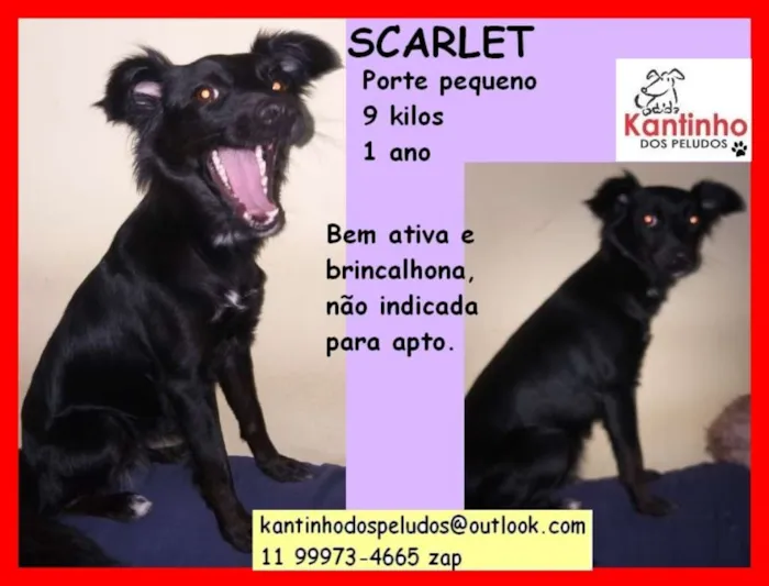 Cachorro ra a  idade 1 ano nome Scarlet Pequena