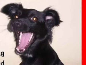 Cachorro raça  idade 1 ano nome Scarlet Pequena