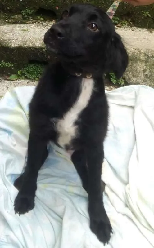 Cachorro ra a  idade 2 a 6 meses nome Ninoka Filhote