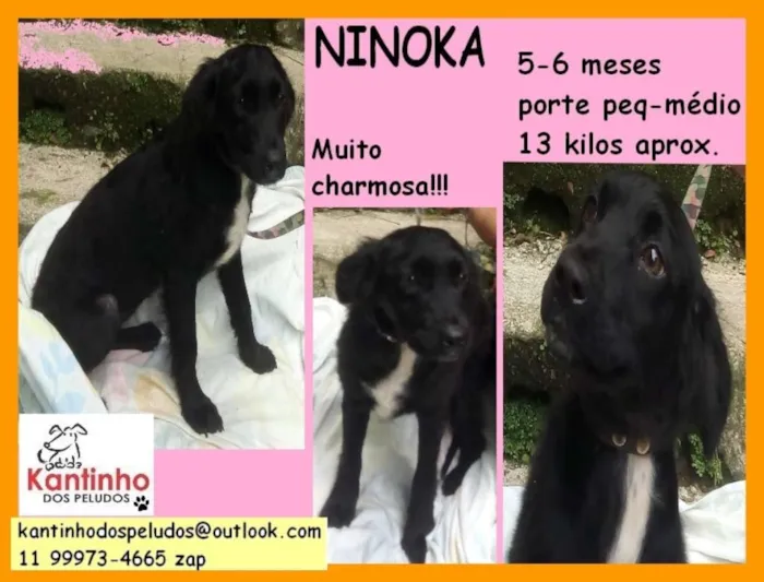 Cachorro ra a  idade 2 a 6 meses nome Ninoka Filhote