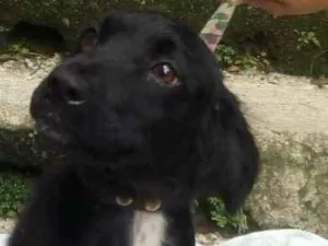 Cachorro raça  idade 2 a 6 meses nome Ninoka Filhote