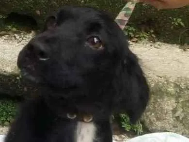 Cachorro ra a  idade 2 a 6 meses nome Ninoka Filhote