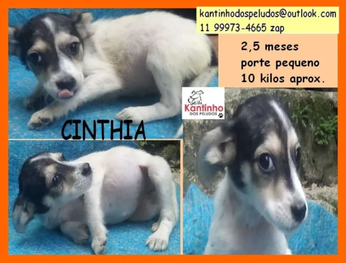 Cachorro ra a  idade 2 a 6 meses nome Cinthia Bebezinha