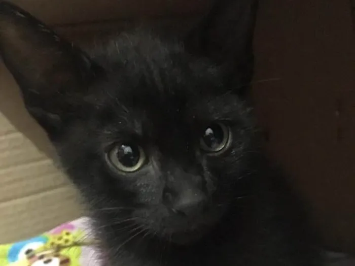 Gato raça Sem raça definida idade Abaixo de 2 meses nome Gatinhos abandonados