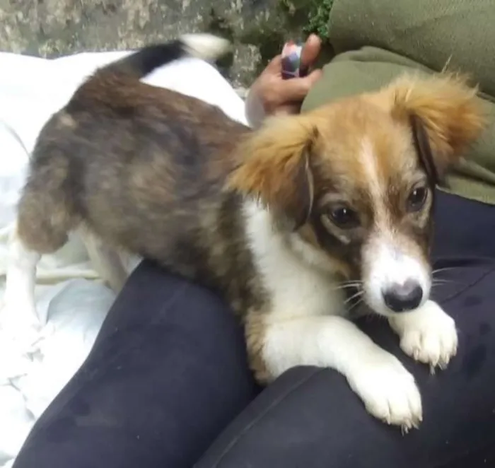 Cachorro ra a  idade 2 a 6 meses nome Leãozinho Bebê