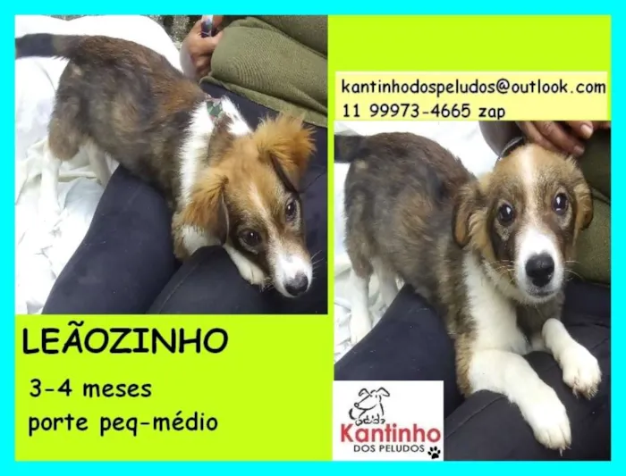 Cachorro ra a  idade 2 a 6 meses nome Leãozinho Bebê