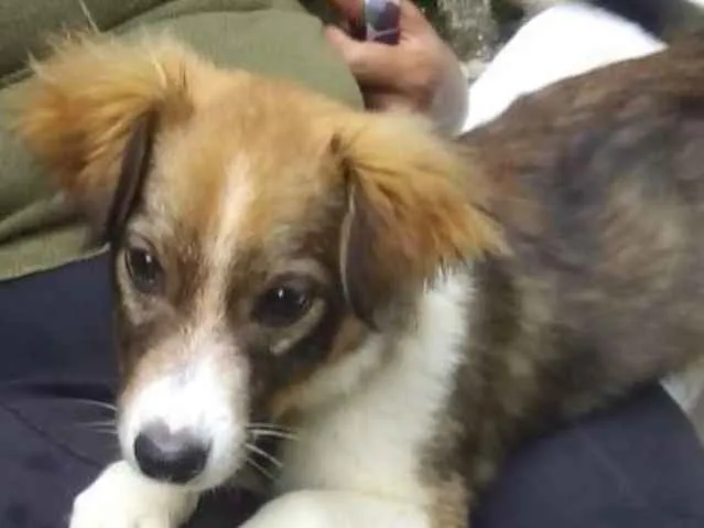 Cachorro ra a  idade 2 a 6 meses nome Leãozinho Bebê