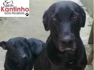 Cachorro raça  idade 3 anos nome Negona e Negrito