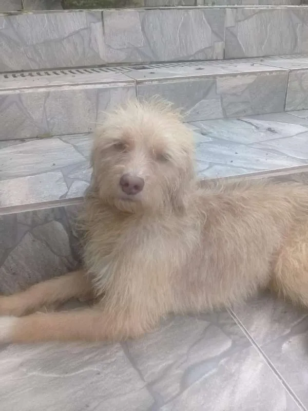 Cachorro ra a  idade 1 ano nome Maysa 
