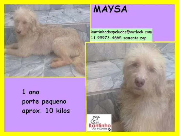 Cachorro ra a  idade 1 ano nome Maysa 