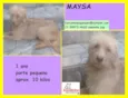 Maysa