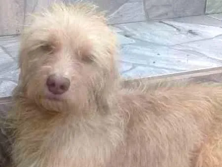Cachorro ra a  idade 1 ano nome Maysa 