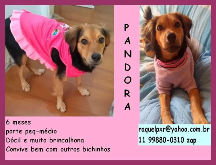 Cachorro ra a  idade 2 a 6 meses nome Pandora Filhote