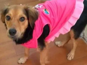 Cachorro raça  idade 2 a 6 meses nome Pandora Filhote