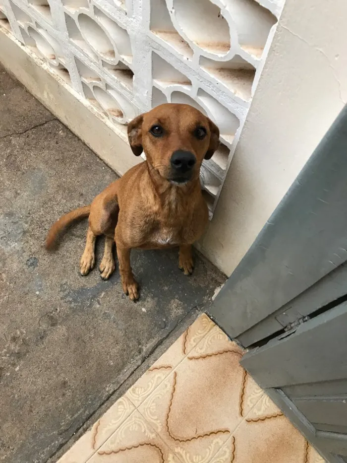 Cachorro ra a Vira lata  idade 2 anos nome Barney 
