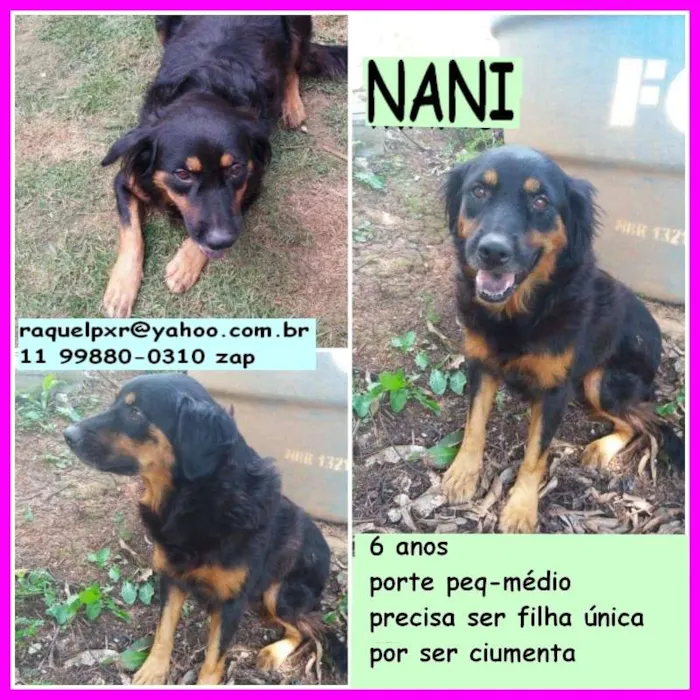 Cachorro raça  idade 6 ou mais anos nome Nani