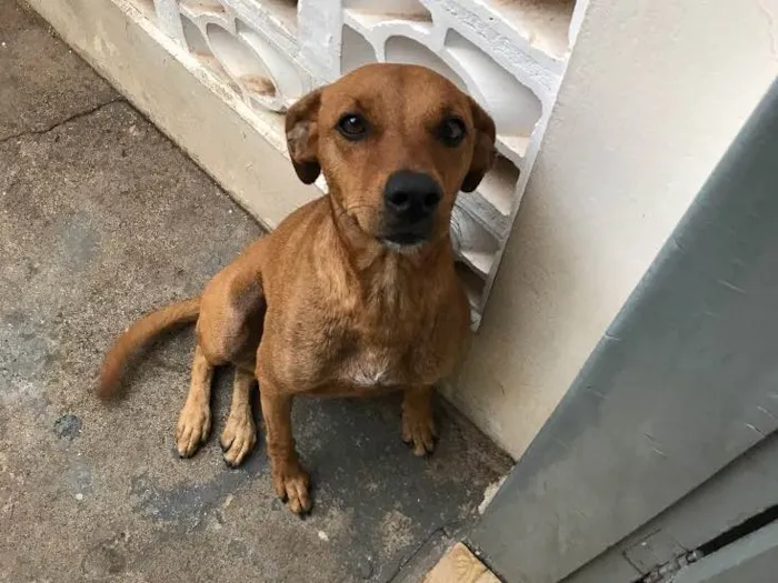 Cachorro ra a Vira lata  idade 2 anos nome Barney 