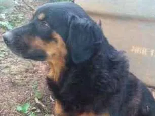 Cachorro raça  idade 6 ou mais anos nome Nani