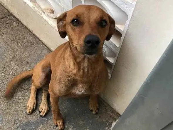 Cachorro ra a Vira lata  idade 2 anos nome Barney 
