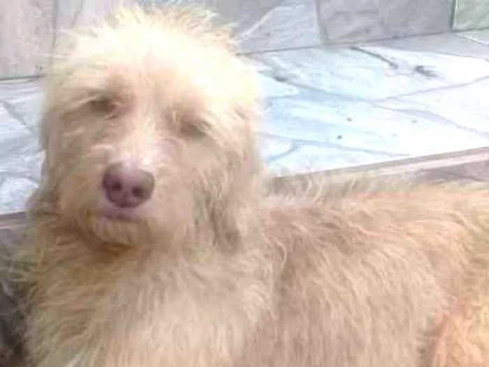 Cachorro ra a  idade 1 ano nome Maysa 
