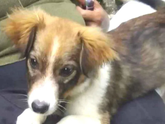 Cachorro ra a  idade 2 a 6 meses nome Leãozinho Bebê