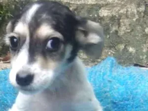 Cachorro raça  idade 2 a 6 meses nome Cinthia Bebezinha
