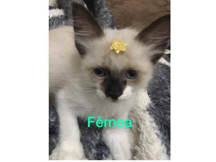 Gato raça Sem raça definida idade Abaixo de 2 meses nome Gatinhos abandonados
