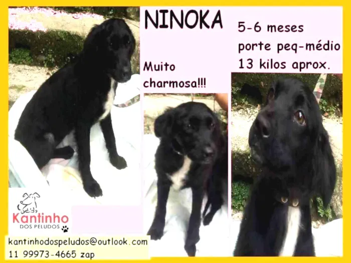 Cachorro ra a  idade 2 a 6 meses nome Ninoka Filhote