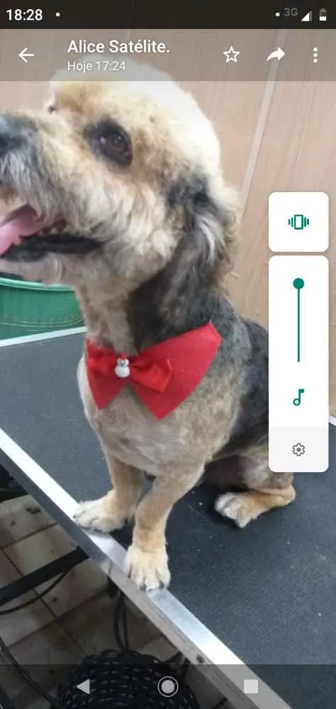 Cachorro ra a Ilhasa idade 3 anos nome Théo
