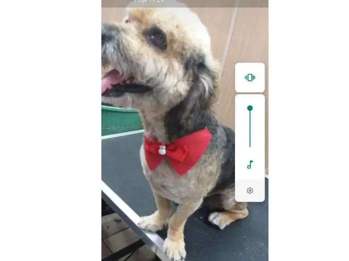 Cachorro ra a Ilhasa idade 3 anos nome Théo