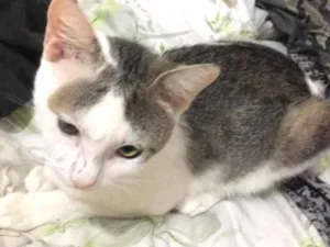 Gato raça Sem raça definida idade 1 ano nome Abandonado