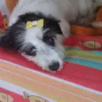 Belinha