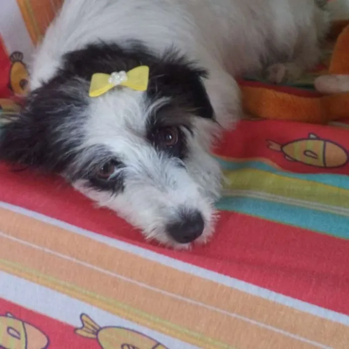 Cachorro raça Mestiça  idade 1 ano nome Belinha