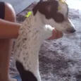 Belinha