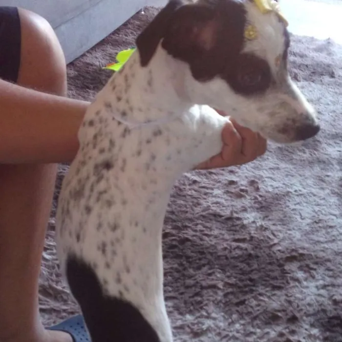 Cachorro raça Mestiça  idade 1 ano nome Belinha
