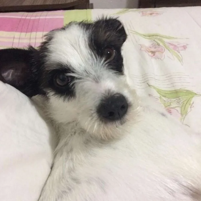 Cachorro raça Mestiça  idade 1 ano nome Belinha