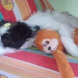 Belinha
