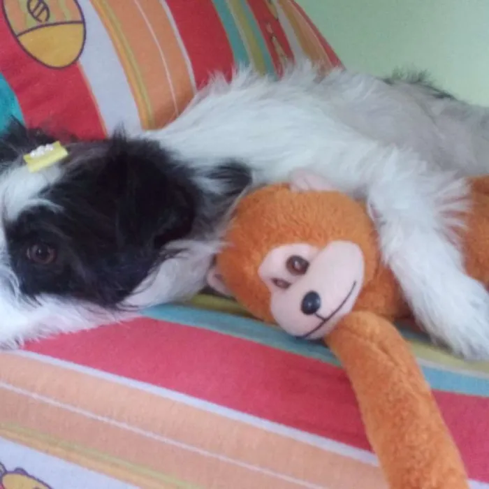 Cachorro raça Mestiça  idade 1 ano nome Belinha