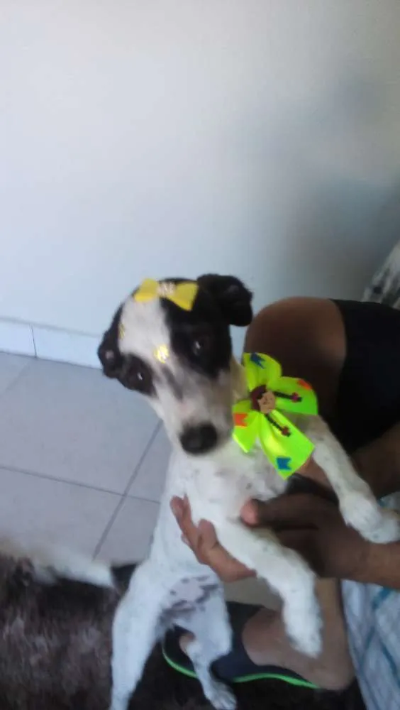Cachorro raça Mestiça  idade 1 ano nome Belinha