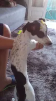 Belinha
