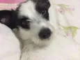 Belinha