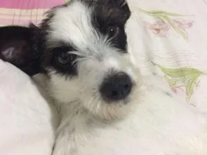Cachorro raça Mestiça  idade 1 ano nome Belinha