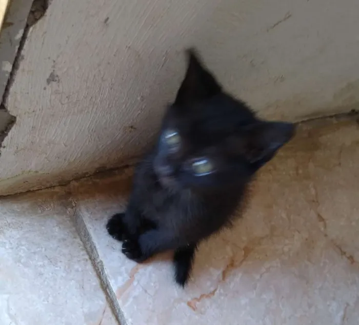 Gato ra a ?? gatinhos idade 2 a 6 meses nome Não tem nome