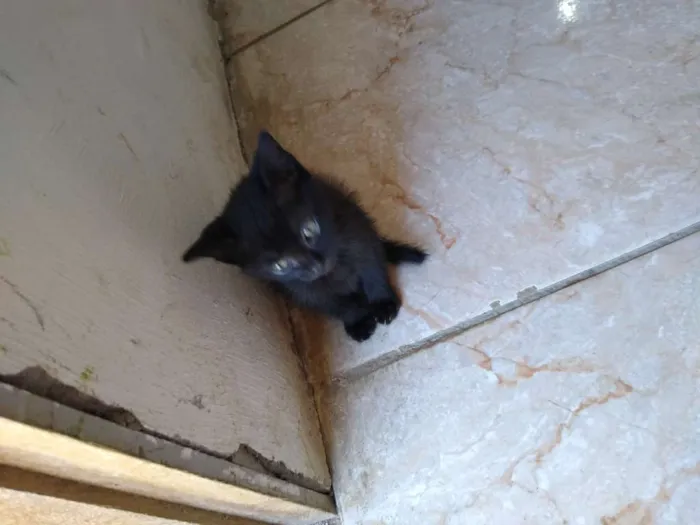 Gato ra a ?? gatinhos idade 2 a 6 meses nome Não tem nome