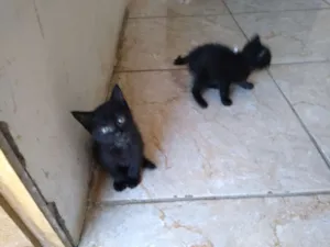 Gato raça ?? gatinhos idade 2 a 6 meses nome Não tem nome