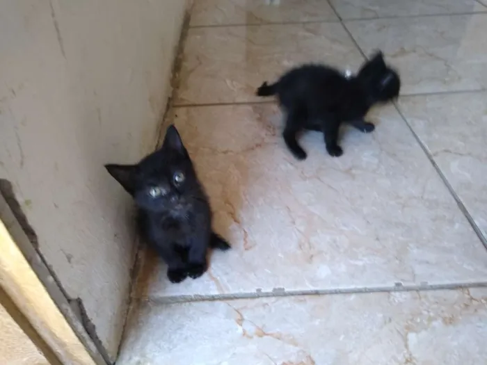 Gato ra a ?? gatinhos idade 2 a 6 meses nome Não tem nome