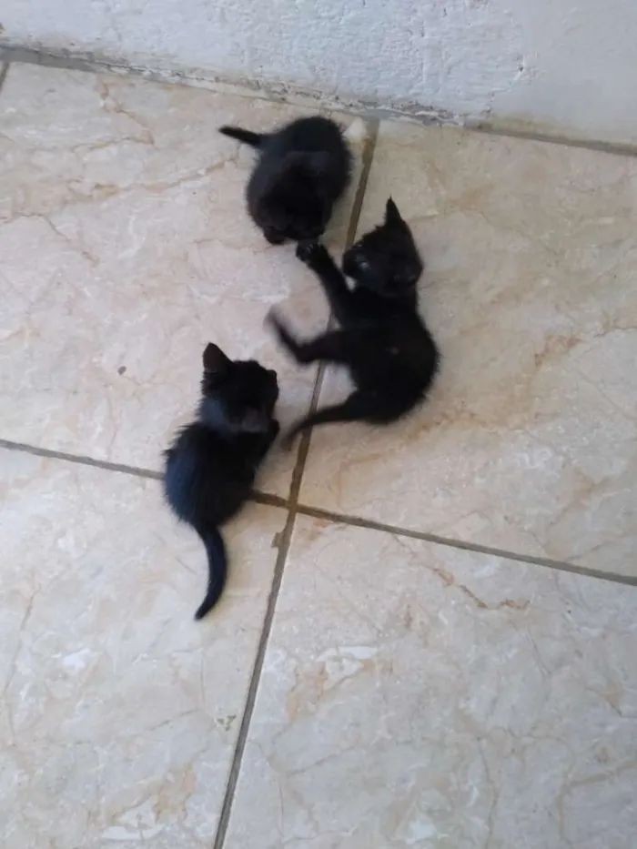 Gato ra a ?? gatinhos idade 2 a 6 meses nome Não tem nome