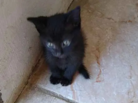 Gato ra a ?? gatinhos idade 2 a 6 meses nome Não tem nome