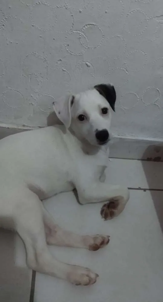 Cachorro ra a Srd idade 2 a 6 meses nome Clara