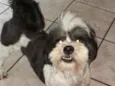 Dudu